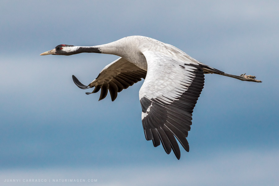 Grulla común (Grus grus) en vuelo