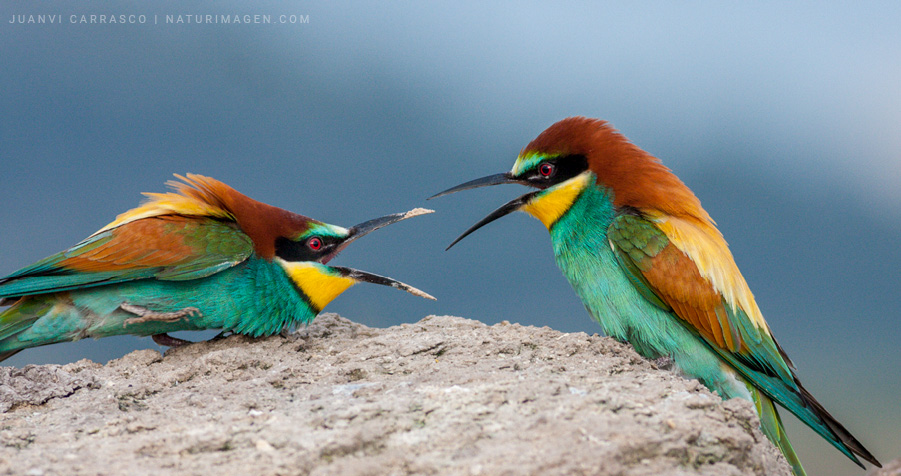 Couple of bee eaters (Merops apiaster) with open beaks