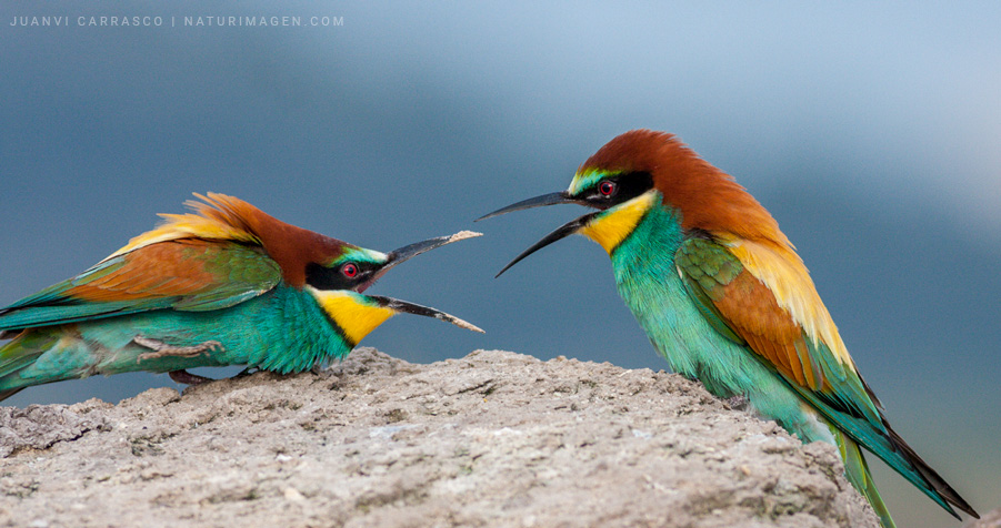 Pareja de abejarucos (Merops apiaster) con los picos abiertos