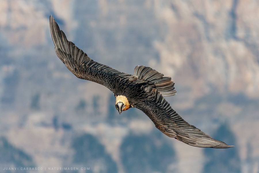 Quebrantahuesos (Gypaetus barbatus) adulto en vuelo