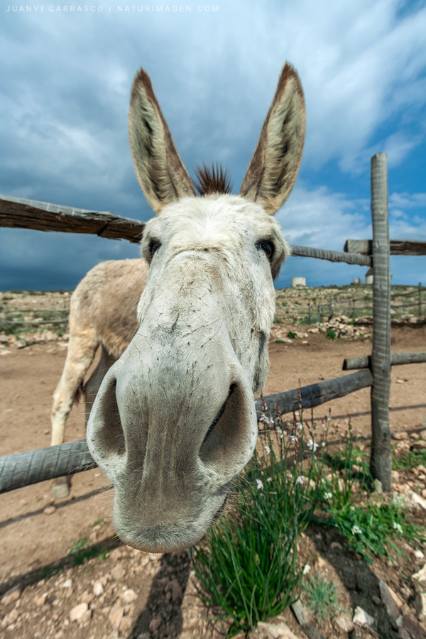 Donkey at Cabo de Gata natural park, Almeria, Andalusia, Spain