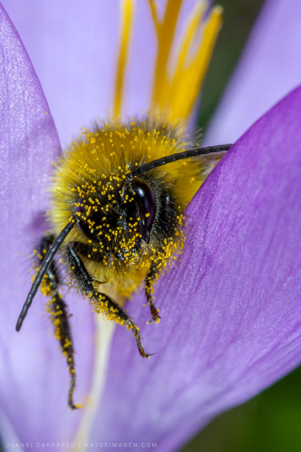 Abejorro lleno de polen en una flor de crocus