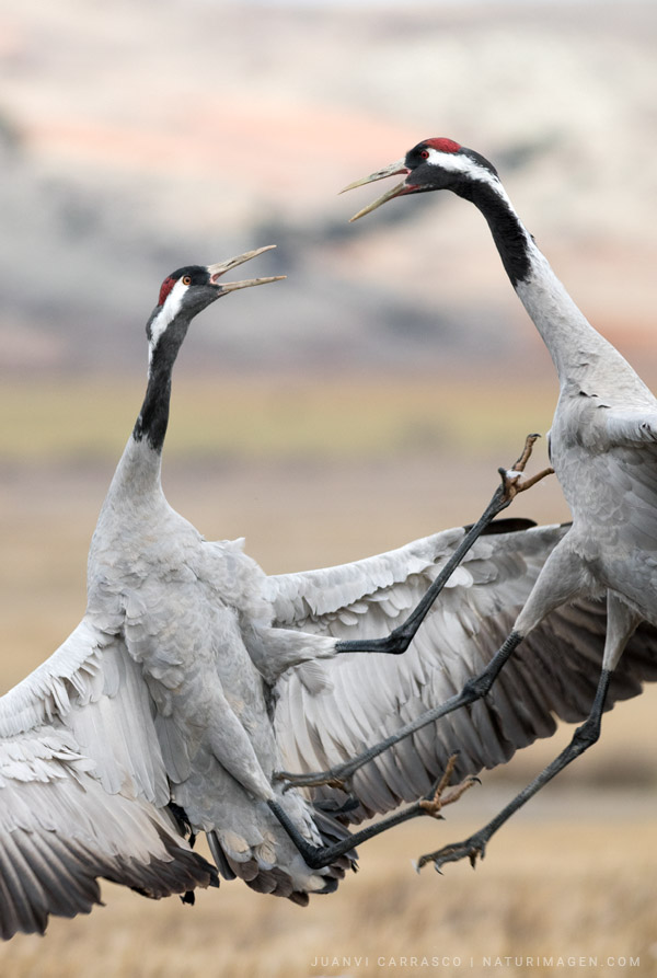Common cranes (Grus grus) fighting