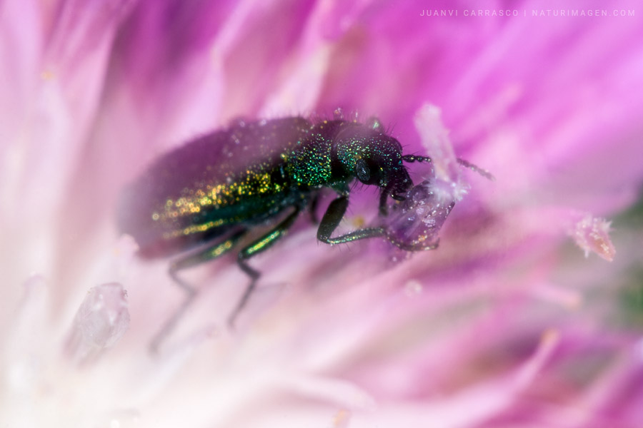 Escarabajo en una flor rosa