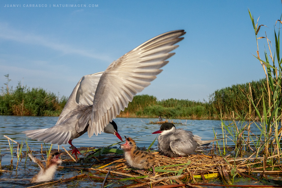 Whiskered terns (Chlidonias hybrida) at nest