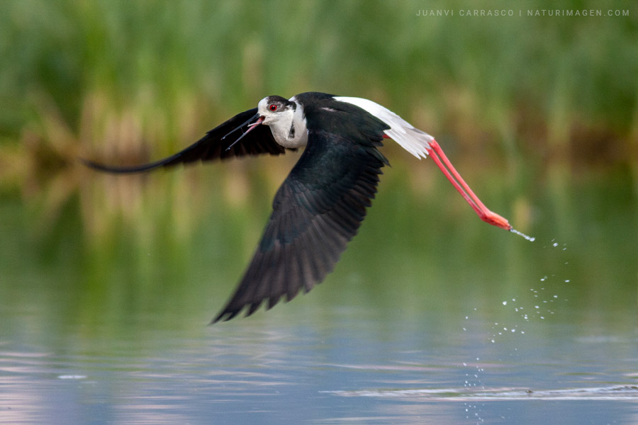 Cigüeñuela común (Himantopus himantopus) en vuelo con el pico abierto