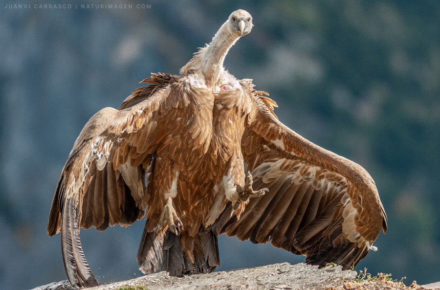 Griffon vulture (Gyps fulvus)