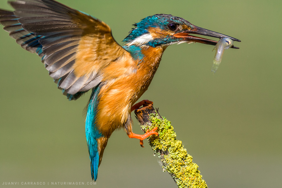 Martín pescador (Alcedo atthis) con un pez en el pico