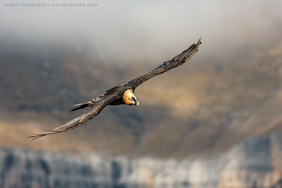 Bearded vulture (Gypaetus barbatus) adult in flight