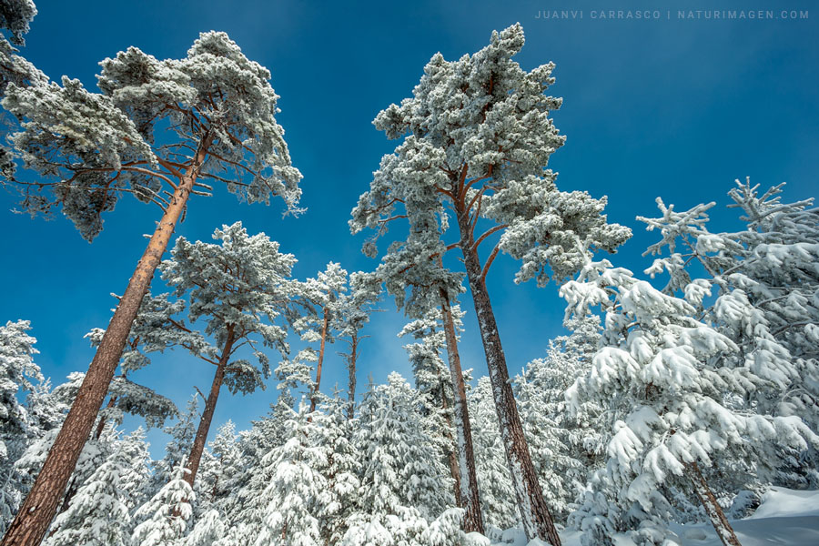 Bosque nevado, sierra de Gúdar, Teruel, España