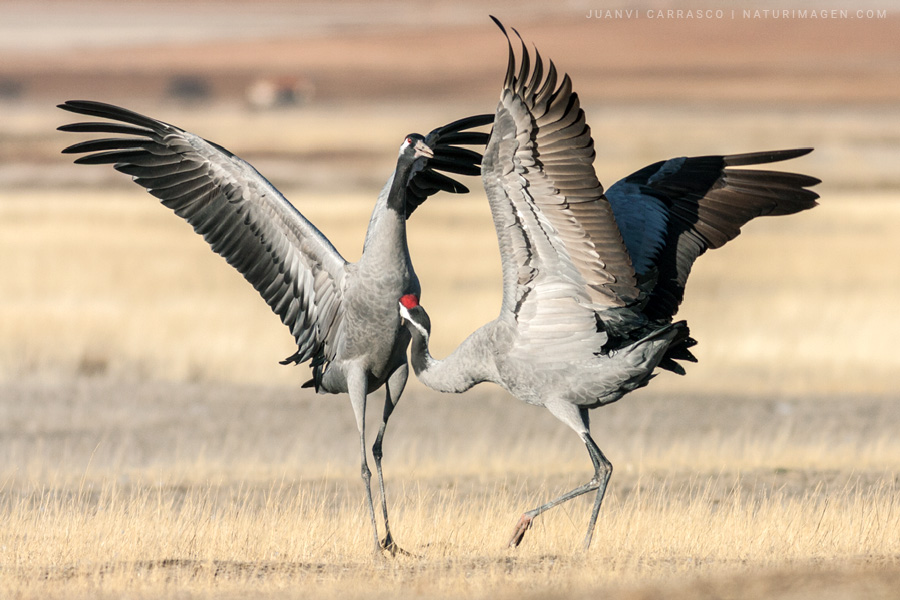 Common cranes (Grus grus) fighting