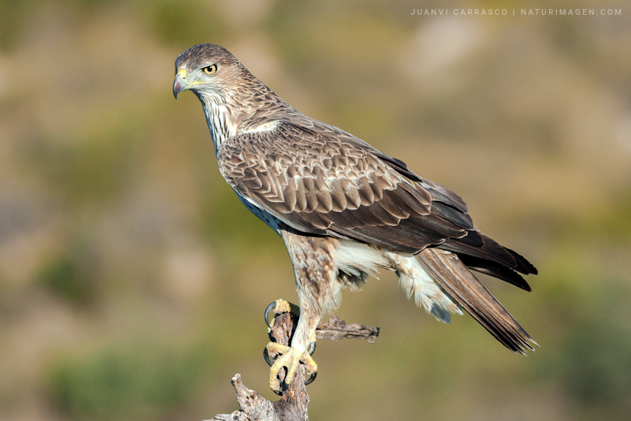 Bonelli's eagle (Aquila fasciata)