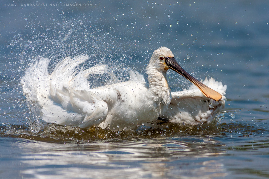 Eurasian spoonbill (Platalea leucorodia) bathing