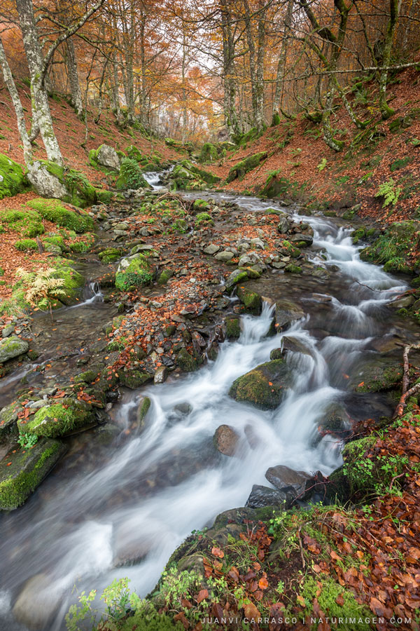 Stream at Lescun valley in autumn, Pyrenees, France