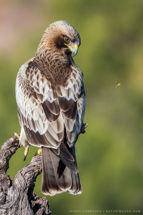 Aguila calzada (Hieraaetus pennatus) mirando una avispa en vuelo